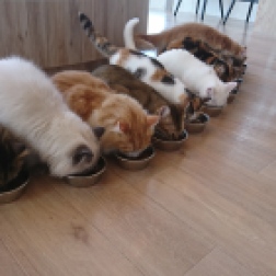 Feeding time at the Cat Cafe.